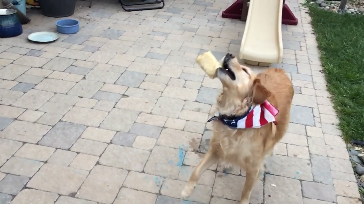 Watch A Dog's Epic 'Quest to Learn How to Catch Food' Slowly Falls